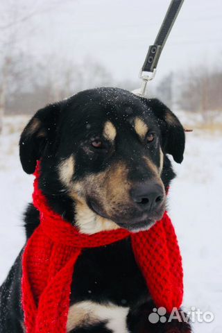 Отдам в хорошие руки, метис ротвейлера