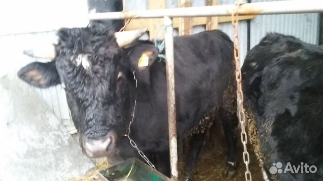 Корова и быки купить на Зозу.ру - фотография № 2