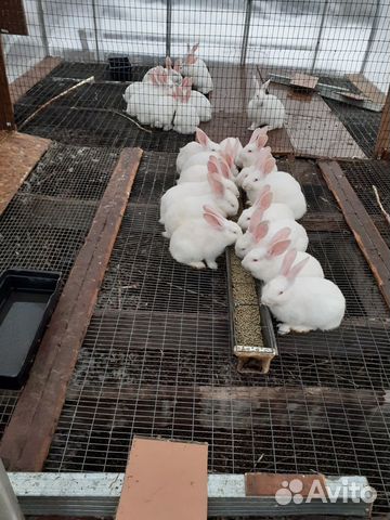 Кролики порода "Белый великан" купить на Зозу.ру - фотография № 3