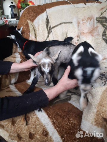 Продаю породистых альпийских козлят купить на Зозу.ру - фотография № 2