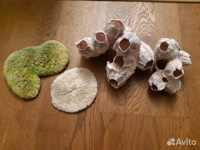 Натуральные кораллы, кенийские камни Натуральные кораллы, кенийские камни