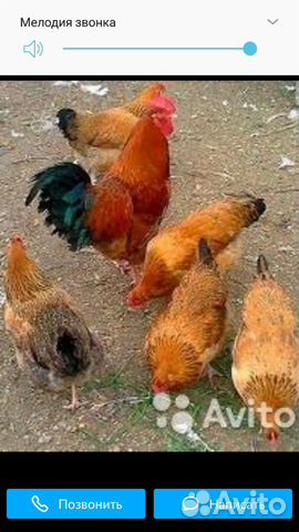 Цыплята Кучинские купить на Зозу.ру - фотография № 1