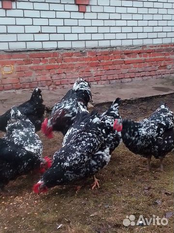 Яйца инкубационные от ливенских кур купить на Зозу.ру - фотография № 6
