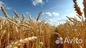Продам кормовую пшеницу купить на Зозу.ру - фотография № 1