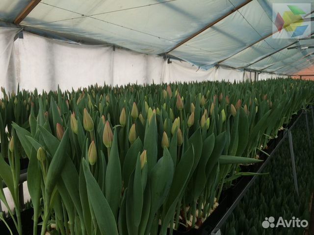 Тюльпаны к 8 марта опт