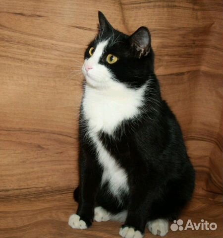 Котик в добрые руки