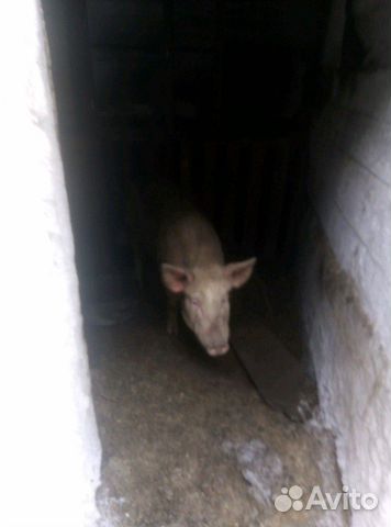 Продам свинью живую 7 месяцев. (торг возможен) купить на Зозу.ру - фотография № 2