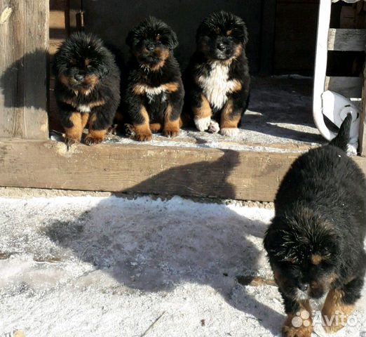 Продам щенков тибетского мастифа купить на Зозу.ру - фотография № 1
