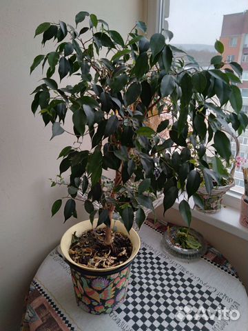 Бенджамина