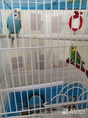 Волнистые попугаи купить на Зозу.ру - фотография № 4