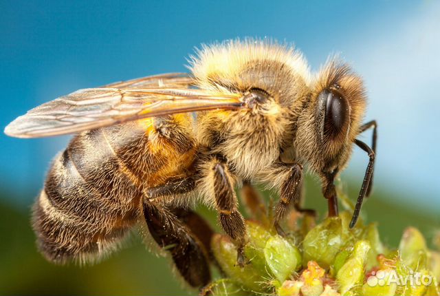 Пчелы, пчелосемьи купить на Зозу.ру - фотография № 1
