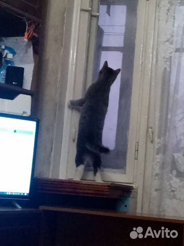 Кот купить на Зозу.ру - фотография № 2
