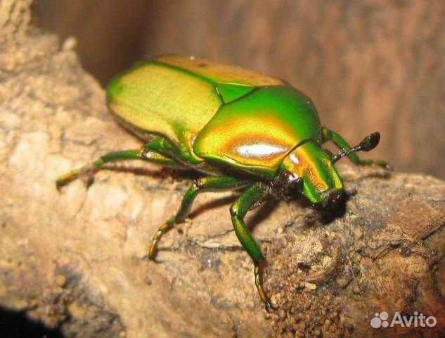 Личинки жуков Pachnoda aemula и Chlorocala купить на Зозу.ру - фотография № 5