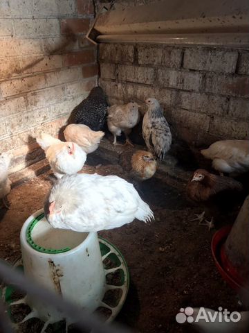 Цыплята, куры, петухи купить на Зозу.ру - фотография № 3