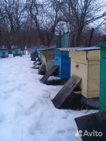 Пчелосемьи карпатской породы купить на Зозу.ру - фотография № 2