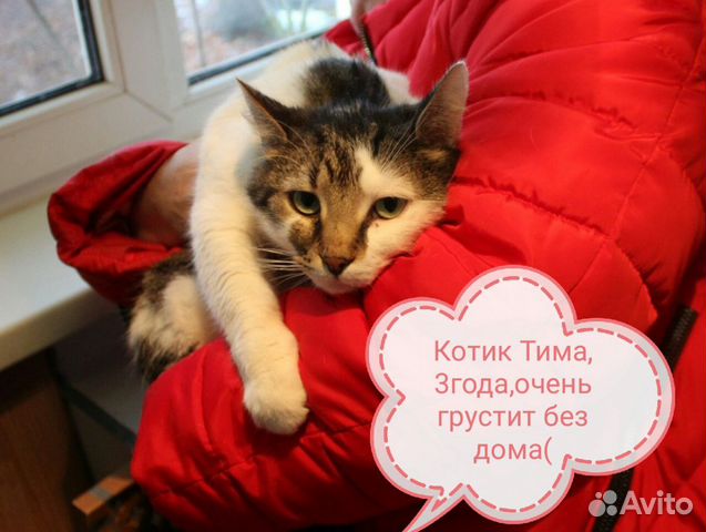 Котик