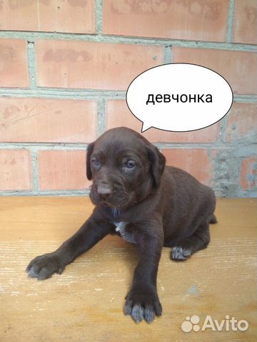 Дратхаар щенки купить на Зозу.ру - фотография № 4
