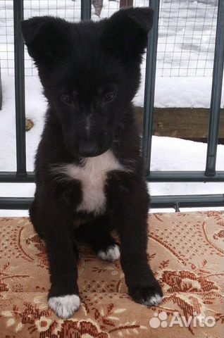 Собака друг и надежный охранник купить на Зозу.ру - фотография № 2