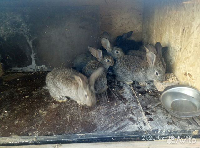Кролик фландр и бараны купить на Зозу.ру - фотография № 1