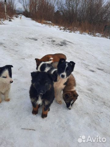 Щенки бесплатно