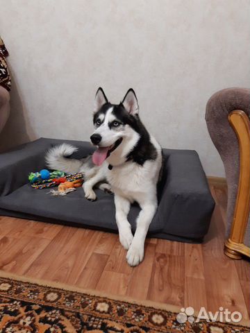 Диван для собаки (собака не продается) купить на Зозу.ру - фотография № 1