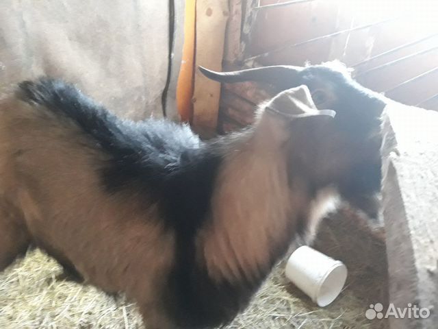 Альпо-нубийский козел купить на Зозу.ру - фотография № 5