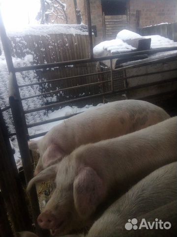 Свиньи живым весом купить на Зозу.ру - фотография № 3