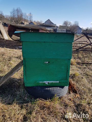 Продаются пчелы Карпатки купить на Зозу.ру - фотография № 6