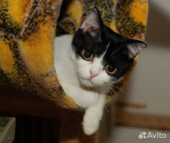Котик-мышелов