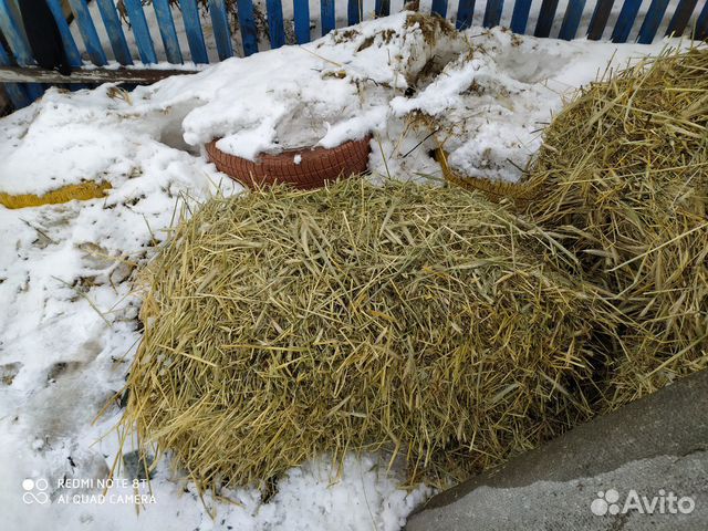 Сено для быков купить на Зозу.ру - фотография № 2