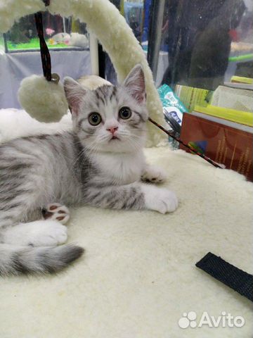 Шотландская милота Шотландская милота