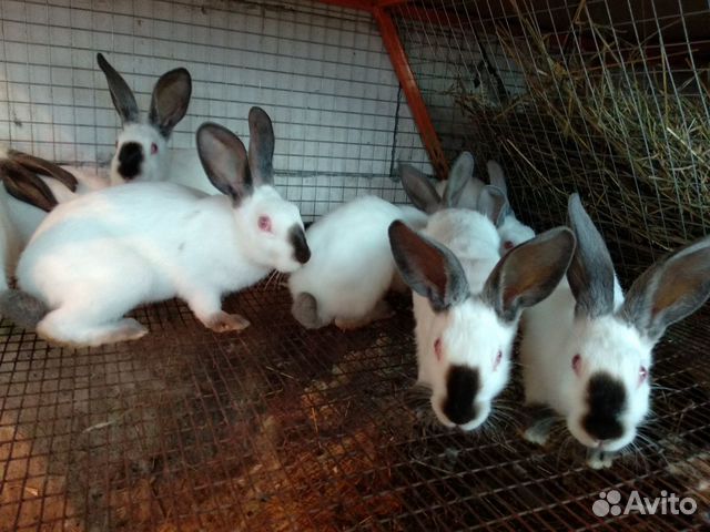 Кролики Калифорнийцы купить на Зозу.ру - фотография № 4
