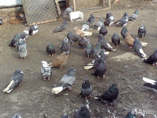 Серпастые голуби купить на Зозу.ру - фотография № 1