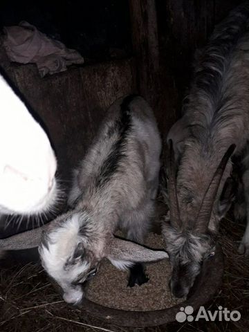 Альпийско-нубийские козлята и козел купить на Зозу.ру - фотография № 6