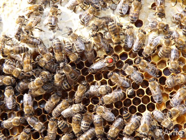 Пчеломатки 2020 от производителя купить на Зозу.ру - фотография № 5