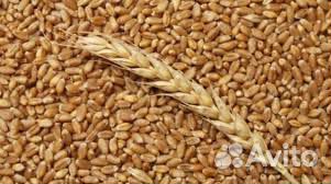 Пшеница урожай 2019г 4го класса купить на Зозу.ру - фотография № 1