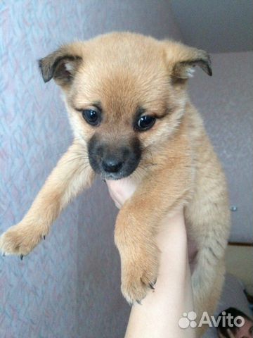 Очень маленькая собачка купить на Зозу.ру - фотография № 1