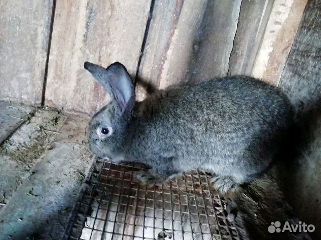 Крупный крол купить на Зозу.ру - фотография № 6