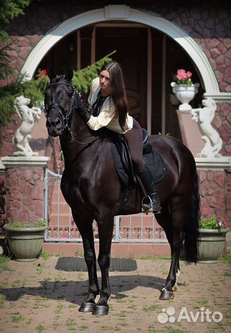 Лошади съёмочные купить на Зозу.ру - фотография № 1