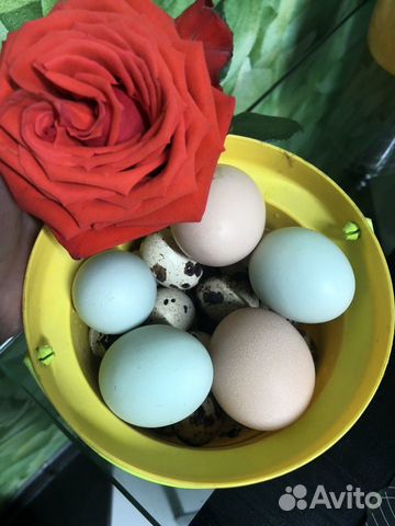Инкубационные яйца Амераукана и Кучинская Юбилейна купить на Зозу.ру - фотография № 4