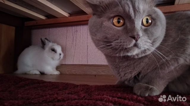 Белый Кролик "Алиса в Стране Чудес" купить на Зозу.ру - фотография № 1