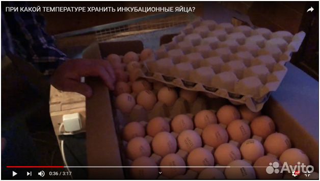 Яйцо инкубационное из Европы и суточные цыплята Яйцо инкубационное из Европы и суточные цыплята