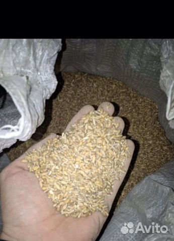 Зерносмесь (пшеница, ячмень, кукуруза, горох) купить на Зозу.ру - фотография № 1
