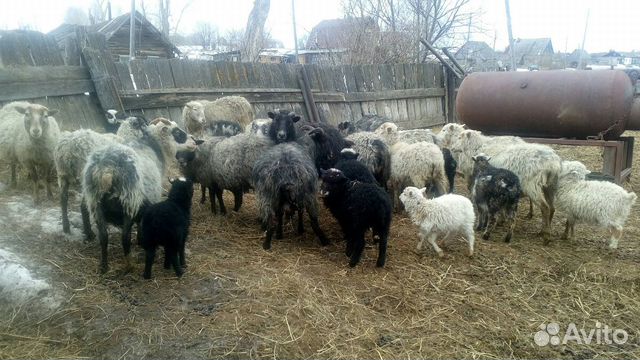 Романовские овцы купить на Зозу.ру - фотография № 5