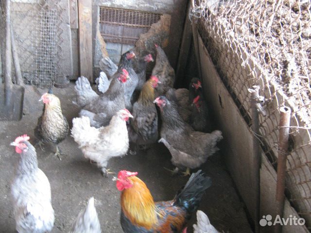 Куры яйца купить на Зозу.ру - фотография № 3