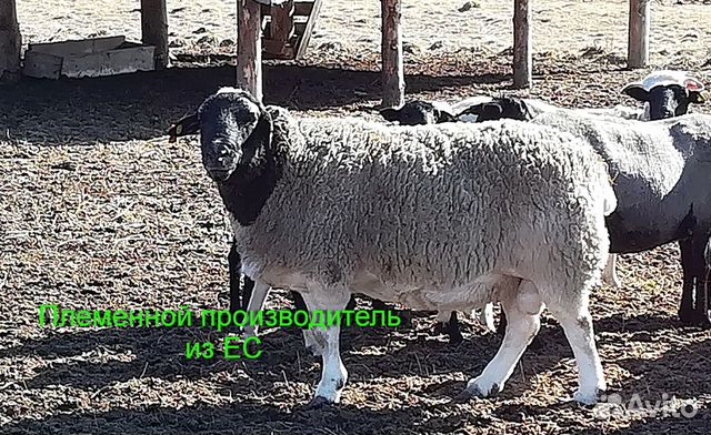 Овцы ягнята купить на Зозу.ру - фотография № 9