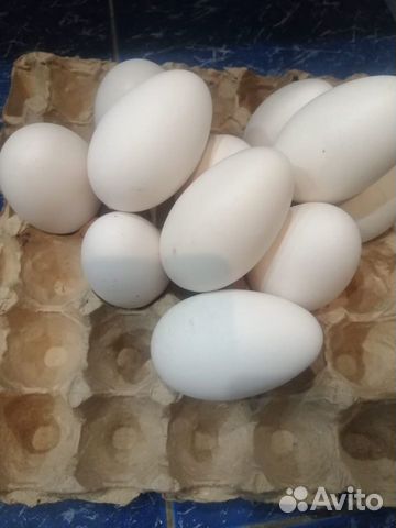 Яйцо гусиное инкубационное "Белая линда" купить на Зозу.ру - фотография № 1