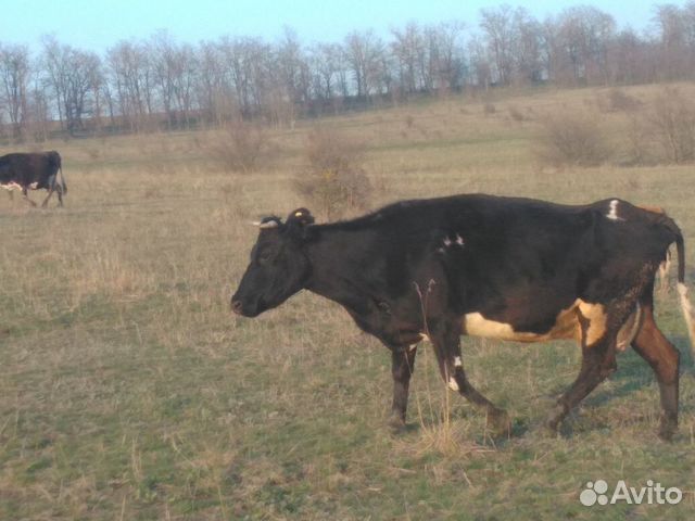 Коровы и тёлочки купить на Зозу.ру - фотография № 5