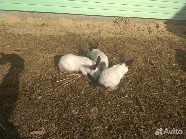 Кролики на откорм купить на Зозу.ру - фотография № 1