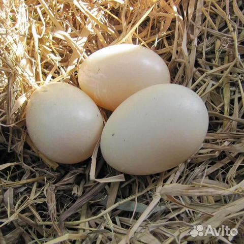 Яйца Гусинные Утиные купить на Зозу.ру - фотография № 1